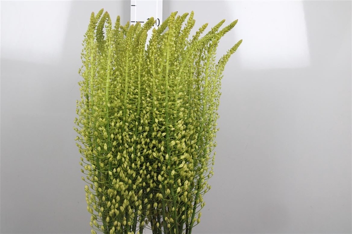 <h4>Eremurus Sh Yell Sun</h4>