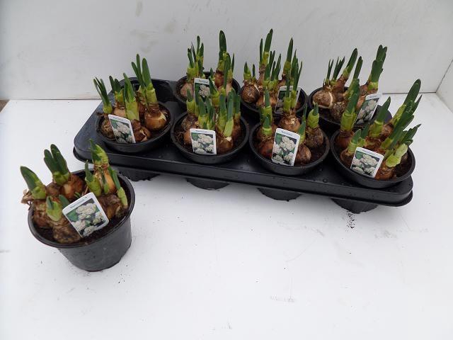 <h4>NARC D BRIDAL CROWN</h4>