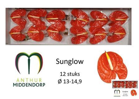 <h4>Anthurium Andreanum Grp Sunglow</h4>