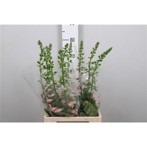 Digi Purpurea Salmon