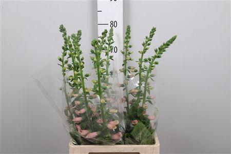 <h4>Digi Purpurea Salmon</h4>