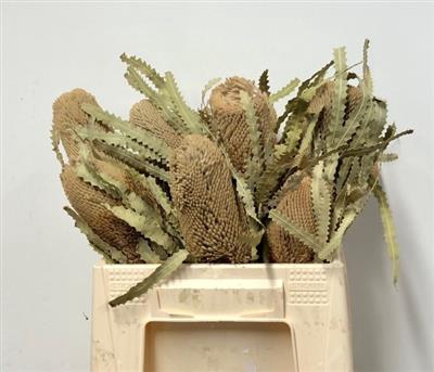 <h4>DROOG BANKSIA PRIONOTES 40 CM</h4>