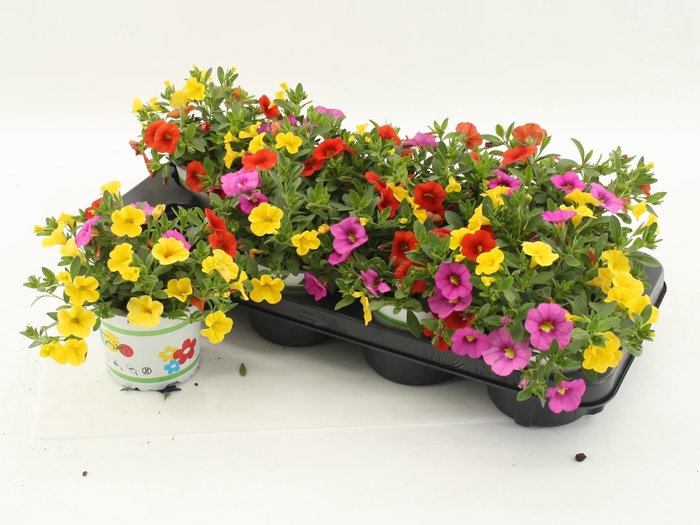 <h4>Calibrachoa Trixi Candyhouse</h4>