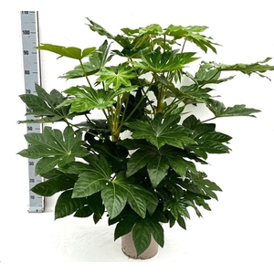 Fatsia
