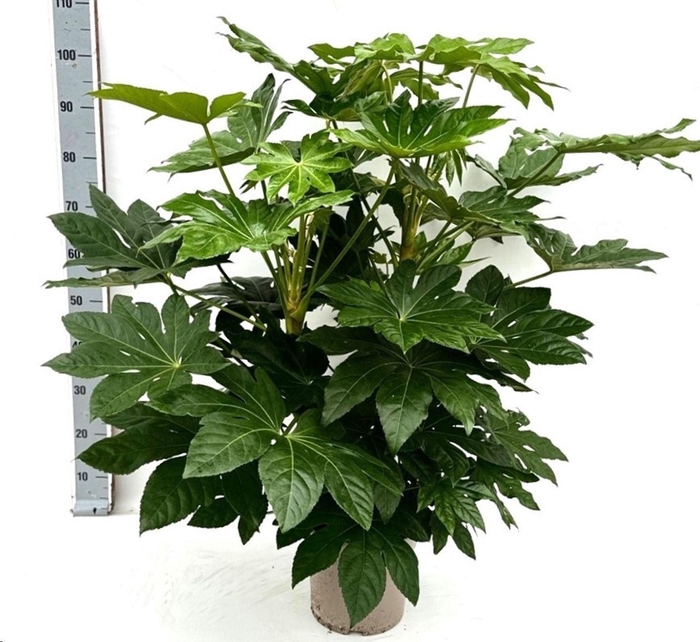 <h4>Fatsia</h4>
