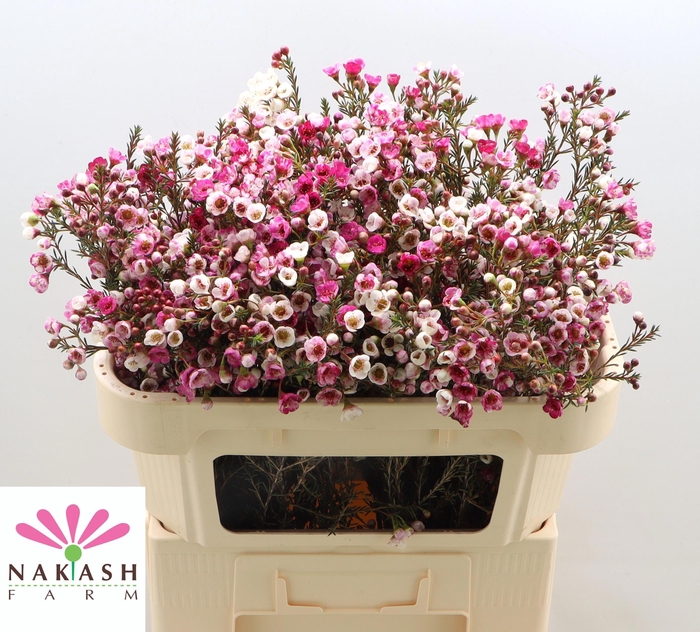 <h4>CHAME UNCINATUM OV</h4>