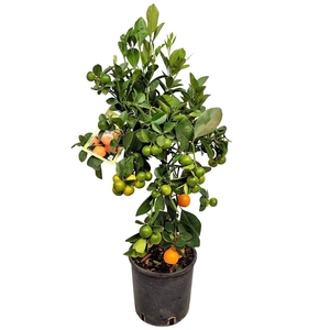 CITR MICROCARPA