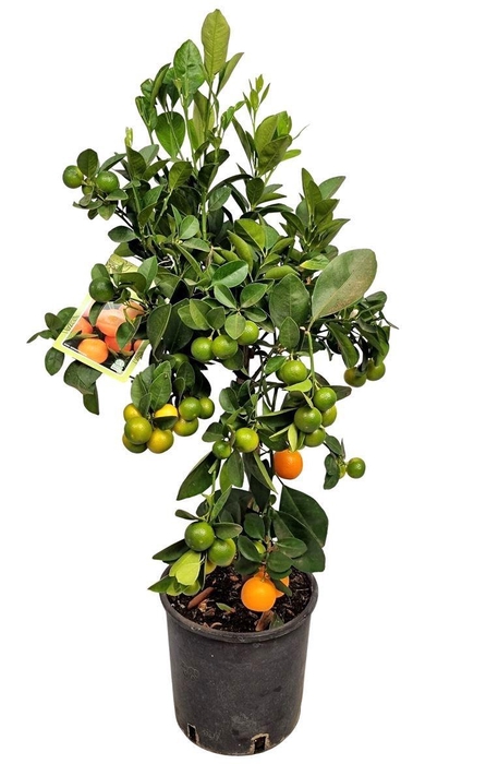 <h4>CITR MICROCARPA</h4>