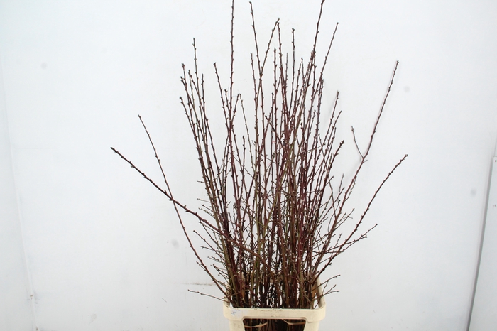 ALMONDEBLOSSOM PER STEM 150CM