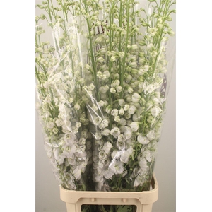 Delph El Dewi White Smile