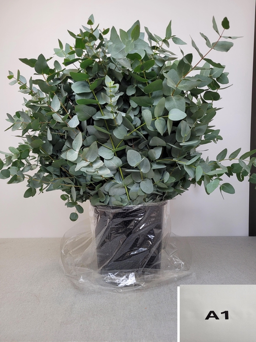 <h4>EUC CINEREA PB</h4>