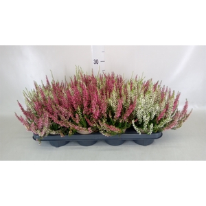 Calluna vulg. 'Garden G Twin'