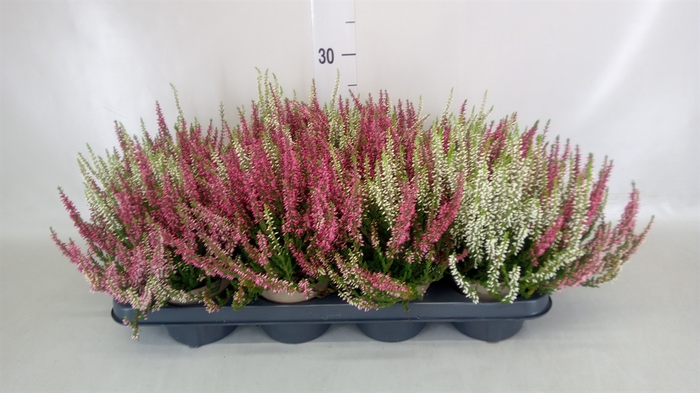 <h4>Calluna vulg. 'Garden G Twin'</h4>