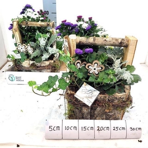 ARR TUINPLANTEN
