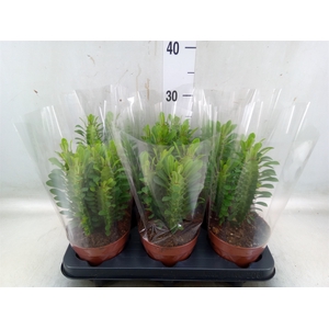 Euphorbia trigona