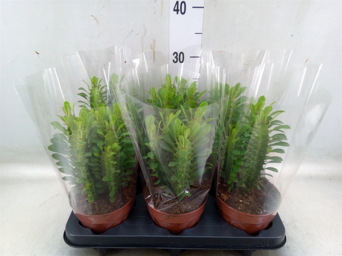 <h4>Euphorbia trigona</h4>