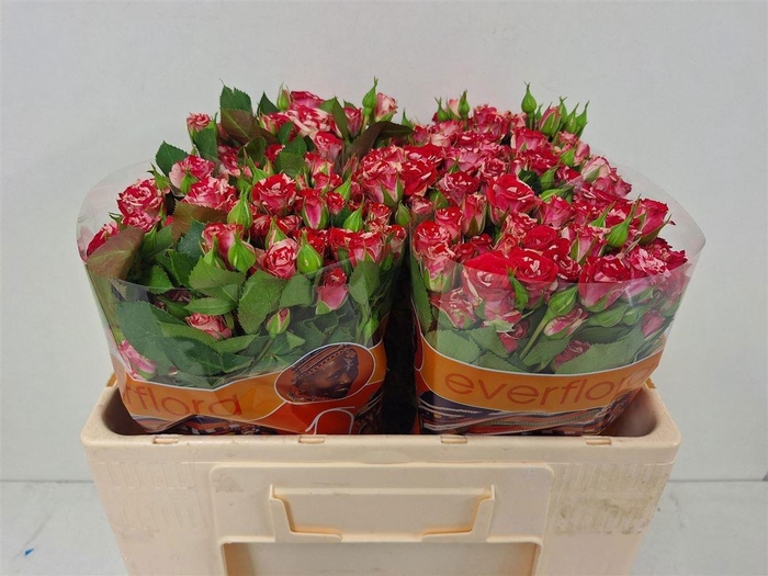 <h4>R TR FIREWORKS</h4>