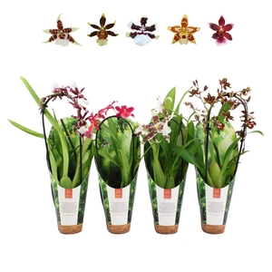 Inca Cambria mix Cascade 9cm luxury jungle cover