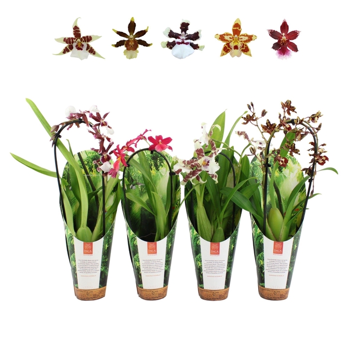 <h4>Inca Cambria mix Cascade 9cm luxury jungle cover</h4>