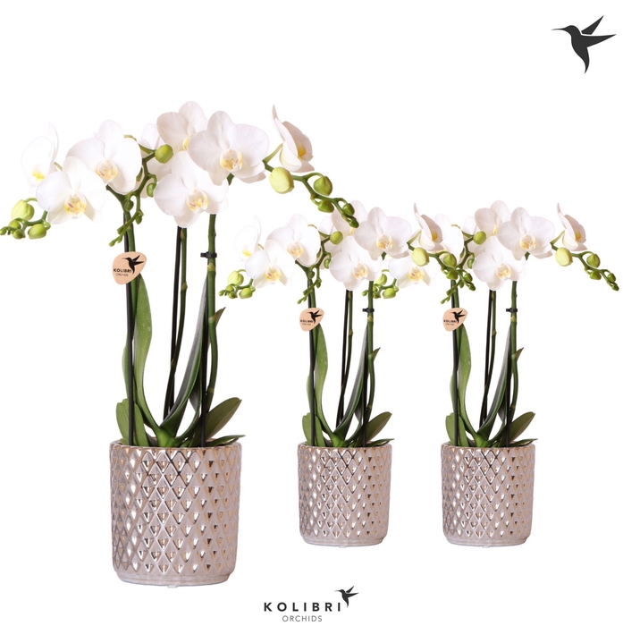 <h4>Kolibri Orchids Phalaenopsis white 3 spike in Diamond pot silver</h4>