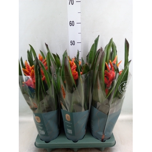 Aechmea  'Pepita Elegant Flames'