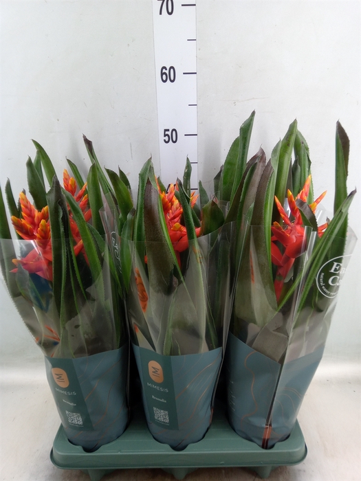 <h4>Aechmea  'Pepita Elegant Flames'</h4>