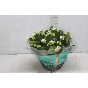 KALANCHOE DOBRADO C21