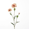 AF Ranunculus Bu L58cm Peach