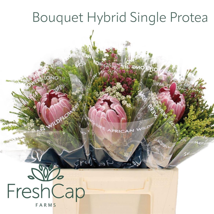 Bouquet Hybrid Single Protea