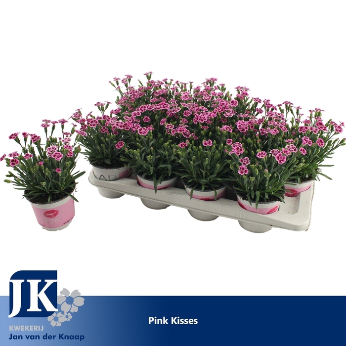 <h4>Dianthus Pink Kisses</h4>