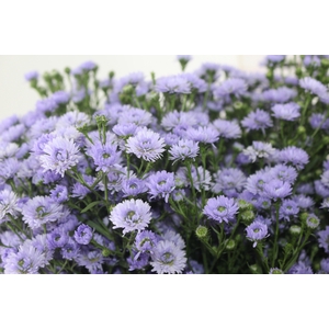 ASTER D. PLUS 070 CM MIN 20 GRAMAS