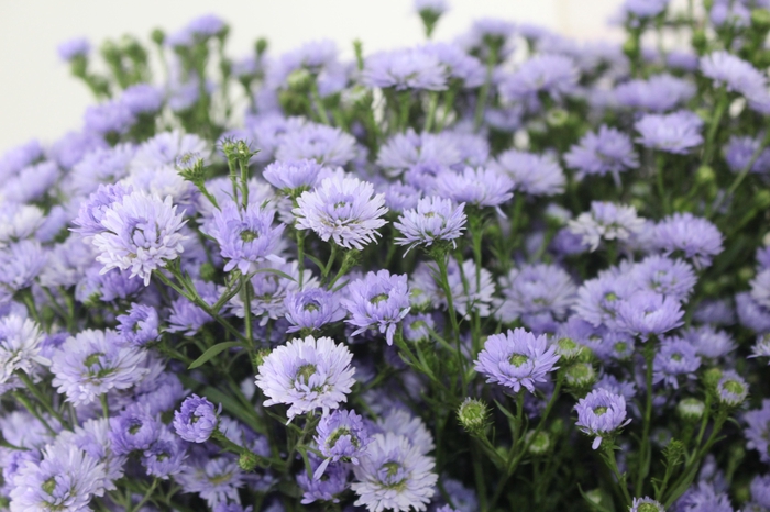 <h4>ASTER D. PLUS 070 CM MIN 20 GRAMAS</h4>