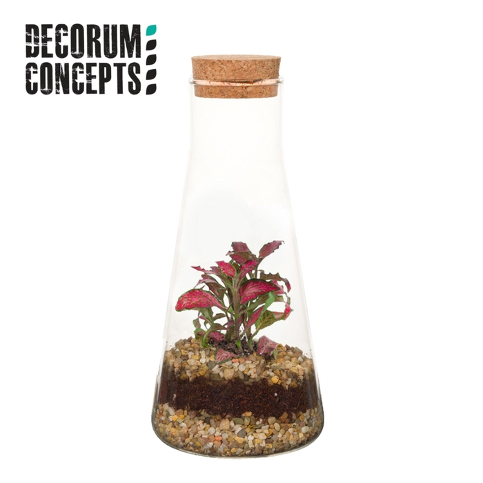 <h4>Terrarium Kalypso (Decorum concepts)</h4>