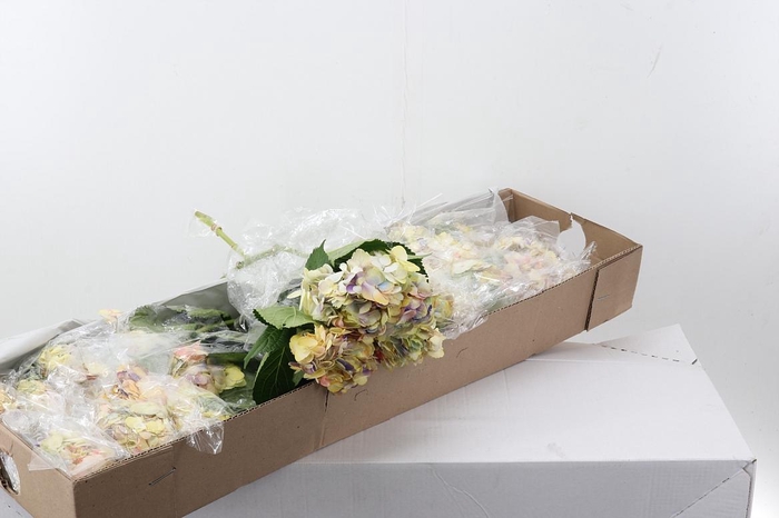 <h4>Hydr Bruma Box</h4>