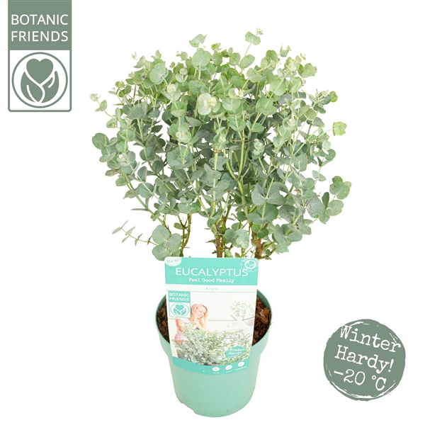 <h4>Eucalyptus gunnii 'Azura'®</h4>