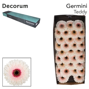 Germini Teddy Half doos