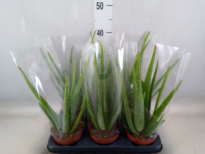 <h4>Aloe vera</h4>