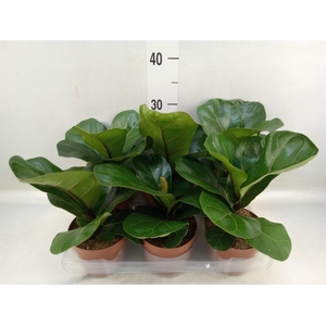 Ficus lyrata 'Bambino'