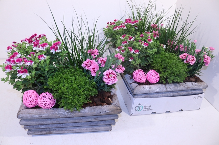 <h4>ARR TUINPLANTEN</h4>