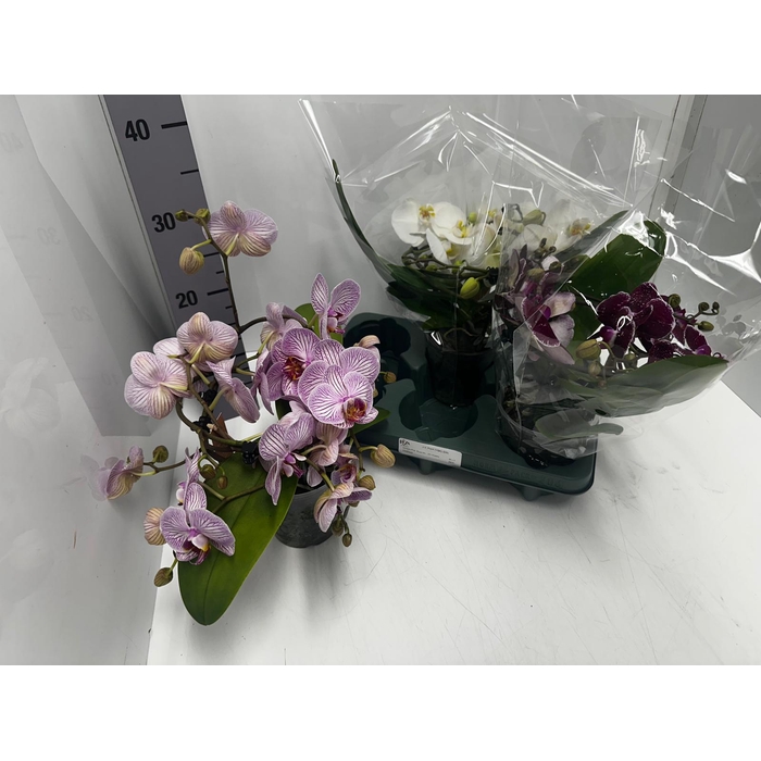 <h4>Phalaenopsis Muse mix 12Ø 35cm 2st 25fl</h4>