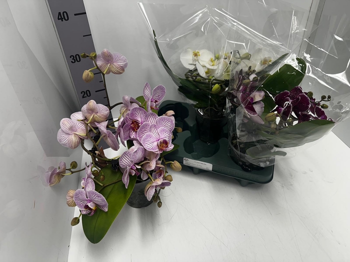 Phalaenopsis Muse mix 12Ø 35cm 2st 25fl