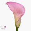 Zantedeschia call mario