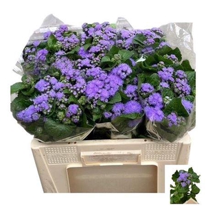 Ageratum H Blue Planet