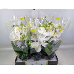 Phalaenopsis   ...white