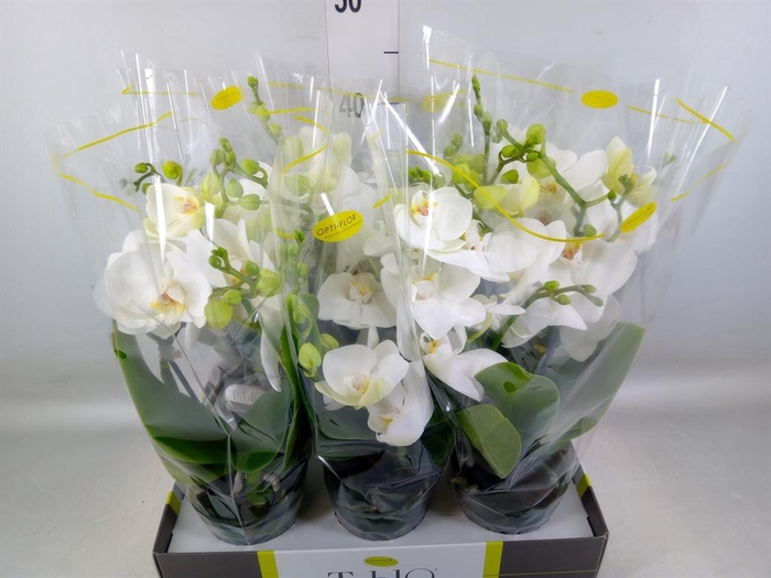 <h4>Phalaenopsis   ...white</h4>