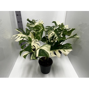 Monstera deliciosa Variegata 17Ø 45cm 1pp