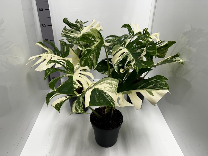 Monstera deliciosa Variegata 17Ø 45cm 1pp