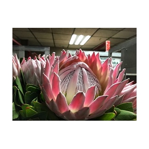 Protea Cynaroides Pink