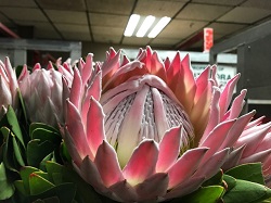Protea Cynaroides Pink