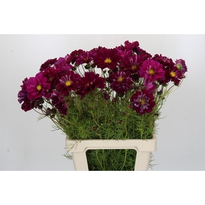 Cosmos Purple